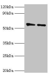 OXCT1 Antibody (aa261-520)