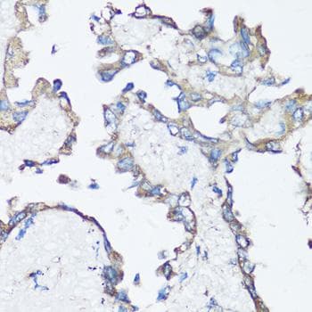 SRC Antibody