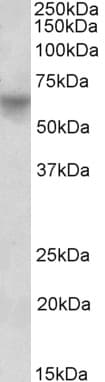 PathPlus™ POU2F2 / OCT2 Antibody