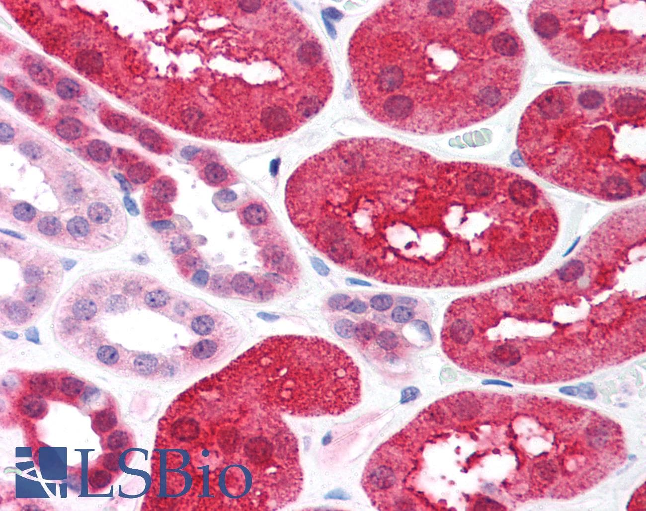 XIAP Antibody