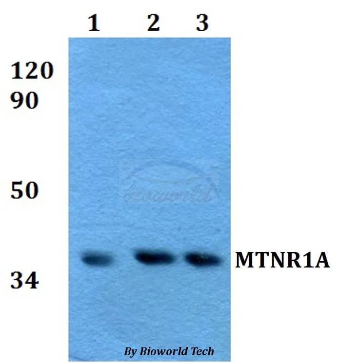 Polyclonal Rabbit anti-Human MTNR1A / Melatonin Receptor 1a Antibody (WB)
