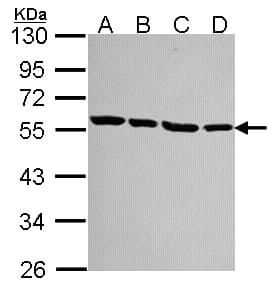 TUBA1A / Tubulin Alpha 1a Antibody (aa227-440)