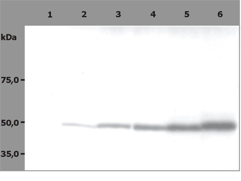 IHC-plus™ Monoclonal Mouse anti-Pig TUBB / Beta Tubulin Antibody (clone TU-06, IHC, WB)