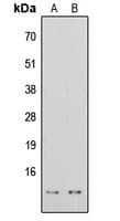 Histone H4 Antibody (Acetyl-Lys16)