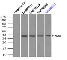 NEK6 Antibody (clone OTI2H7)