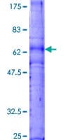 Human CXCR3 Protein (Recombinant GST)