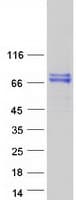 Human C4BPA / C4BP Alpha Protein (Recombinant Myc-DDK (Flag))