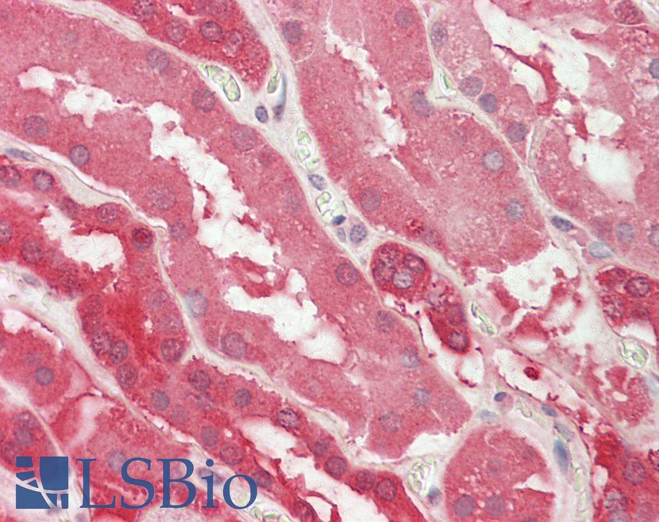 IHC-plus™ LDHB / Lactate Dehydrogenase B Antibody (aa15-25)