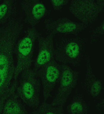 BAG6 / G3 / Scythe Antibody