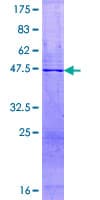 Human PGLYRP1 / PGRP Protein (Recombinant GST)