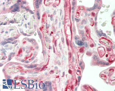 IHC-plus™ IDO1 / IDO Antibody (clone ID 177)
