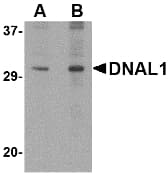 IHC-plus™ DNAL1 Antibody