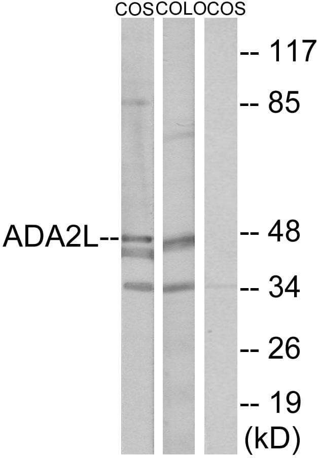 TADA2L / ADA2A Antibody