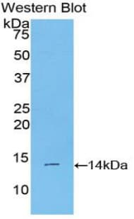 BMP2 Antibody (aa281-394, Cy3)