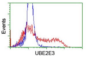 Monoclonal Mouse anti-Human UBE2E3 Antibody (clone OTI2B1, WB)