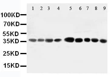 AIMP2 Antibody (aa298-320)