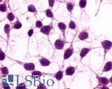 PathPlus™ GRM3 / MGLUR3 Antibody (N-Terminus)