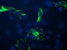 BTLA / CD272 Antibody (clone OTI2G2, Carrier-free)