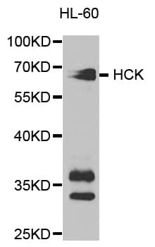 HCK Antibody