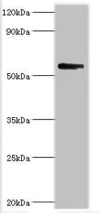 BRD9 Antibody (aa338-597)