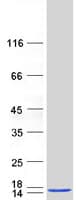 Human AHSP / EDRF Protein (Recombinant Myc-DDK (Flag))