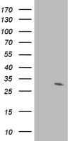 Monoclonal Mouse anti-Human IFI35 Antibody (clone OTI2G5, WB)