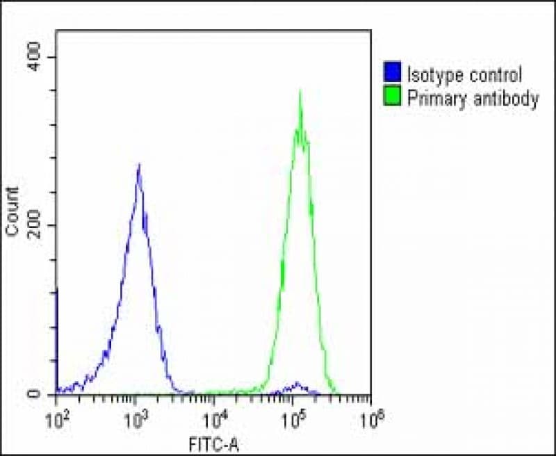 SLC2A8 / GLUT8 Antibody (Internal)