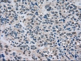 LDHA / LDH1 Antibody (clone OTI5G10)