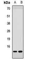 NDUFS6 Antibody