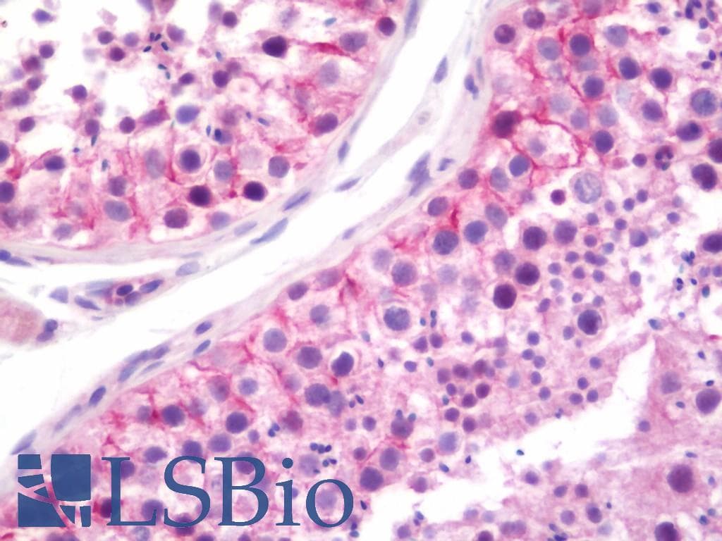 PathPlus™ TJP1 / ZO-1 Antibody (aa1-296)