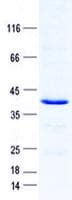 Human ATRAID / C2orf28 Protein (Recombinant GST, N-terminus + His, C-terminus)