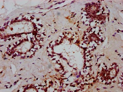 TCEA3 Antibody