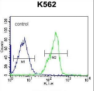 Polyclonal Rabbit anti-Human ZNF146 Antibody (aa17-45, WB)