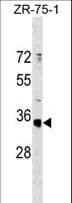 Polyclonal Rabbit anti-Human OR51G1 Antibody (aa287-316, WB)