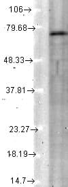 KCNQ4 Antibody (aa2-77, clone S43-6, PerCP)