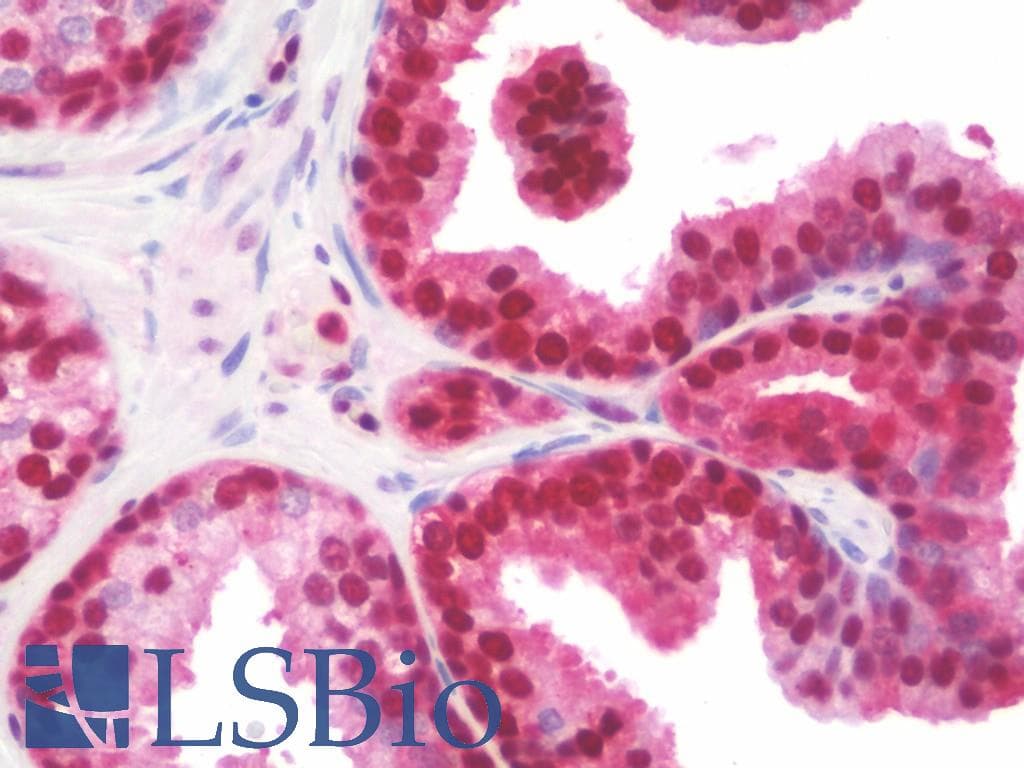 IHC-plus™ LTA4H / LTA4 Antibody (clone 9G8)