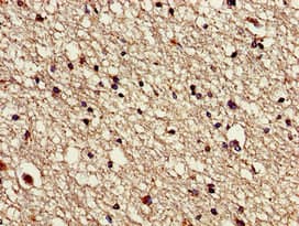 VPS16 Antibody