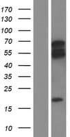 Human ARHGEF3 / XPLN Protein (Over-Expression Lysate Myc-DDK (Flag))