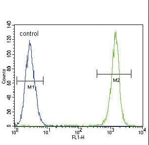ACTA1 / Skeletal Muscle Actin Antibody