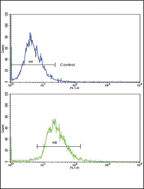 Polyclonal Rabbit anti-Human CD82 Antibody (aa239-267, IHC, WB)