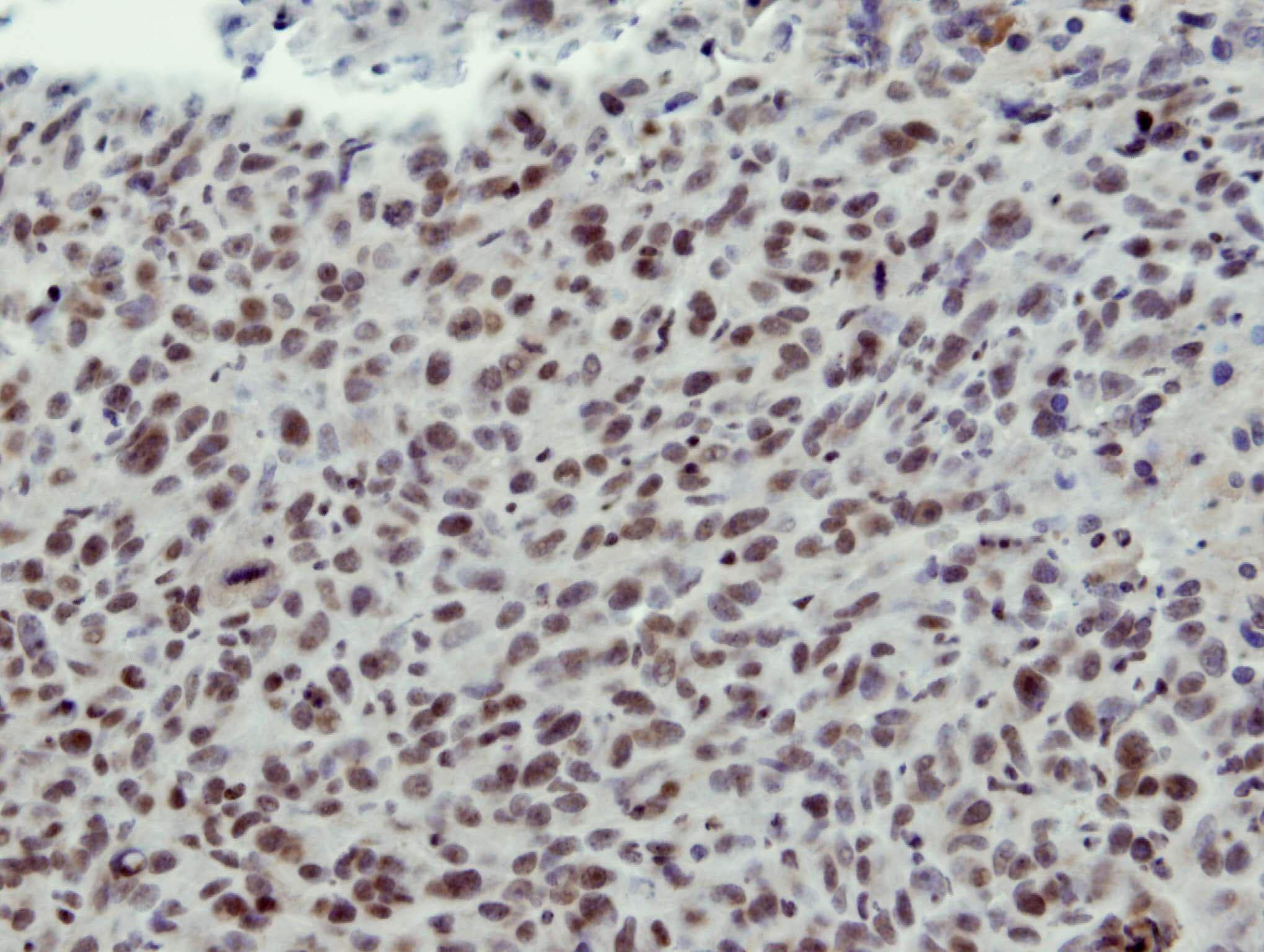 CLP1 Antibody (aa142-371)