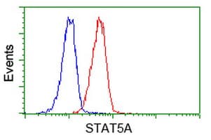 Monoclonal Mouse anti-Human STAT5A Antibody (clone OTI8H1, IF, WB)
