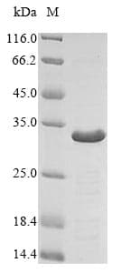 Mouse Adiponectin Protein (Recombinant 6His, N-terminus)