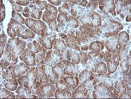 MAP2K1 / MKK1 / MEK1 Antibody (clone OTI4H1, Carrier-free)