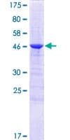 Human C1QL1 Protein (Recombinant GST)