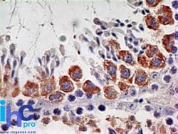 IL7R / CD127 Antibody (aa145-235, clone 73N8F2, Azide-free)