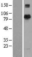 BAP1 Protein (Over-Expression Lysate Myc-DDK (Flag))