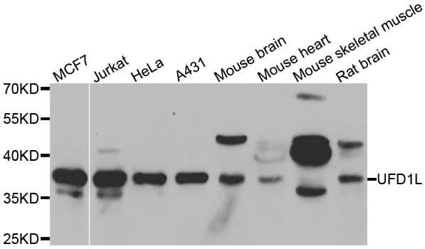 UFD1L Antibody