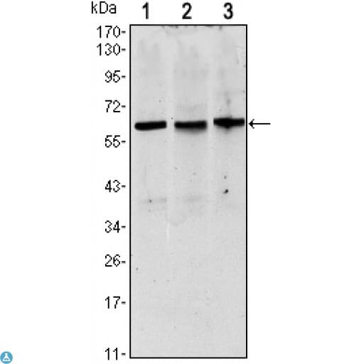PAX8 Antibody