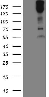 MAST205 / MAST2 Antibody (aa1482-1798, clone OTI2A3)